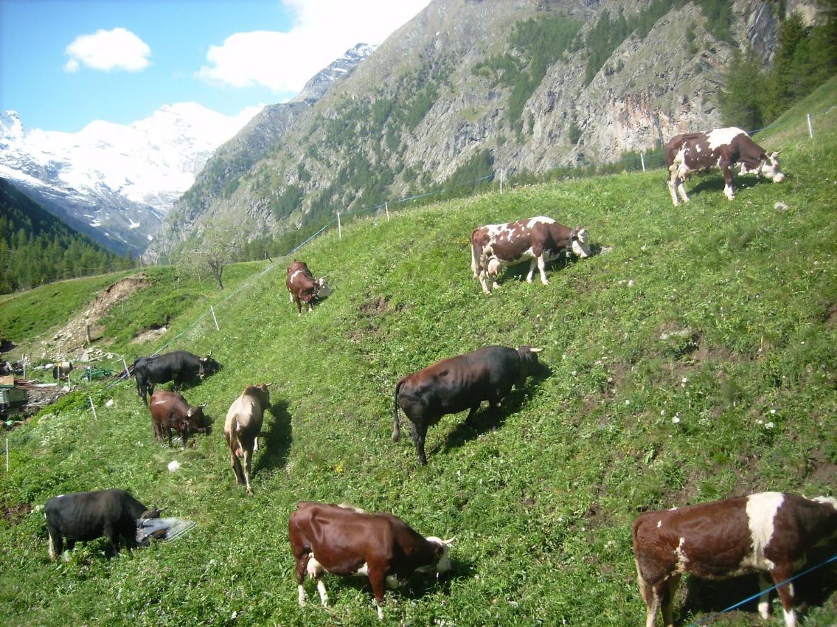 La Ferme Du Grand Paradis Cogne Exteriér fotografie